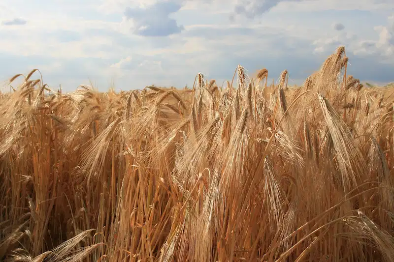 Weites Roggenfeld unter offenem Himmel