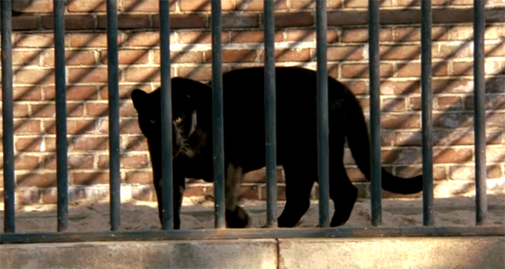 Wie Rainer Maria Rilke in Paris sitzt auch Dr. Sayer in Zeit des Erwachens vor dem Käfig des Panthers und beobachtet diesen im Vergleich mit seinem Patienten. Marshall, Penny: Zeit des Erwachens [Film]. Indien, Vereinigte Staaten 1990, Lasker/Parkes Productions.